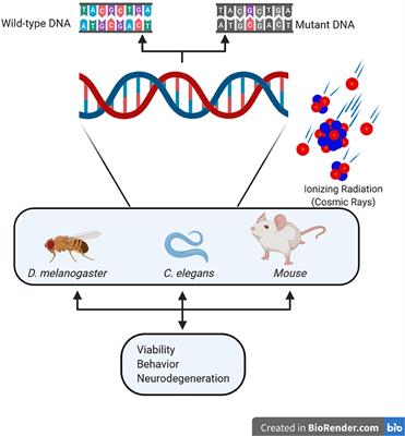 Understanding the Effects of Deep Space Radiation on Nervous System: The Role of Genetically Tractable Experimental Models